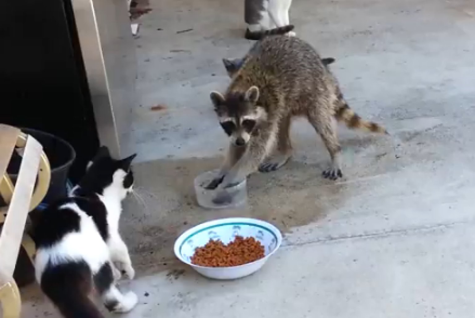 40 Top Images Can Racoons Eat Cat Food - Can Dogs Eat Cat Food? - YouTube