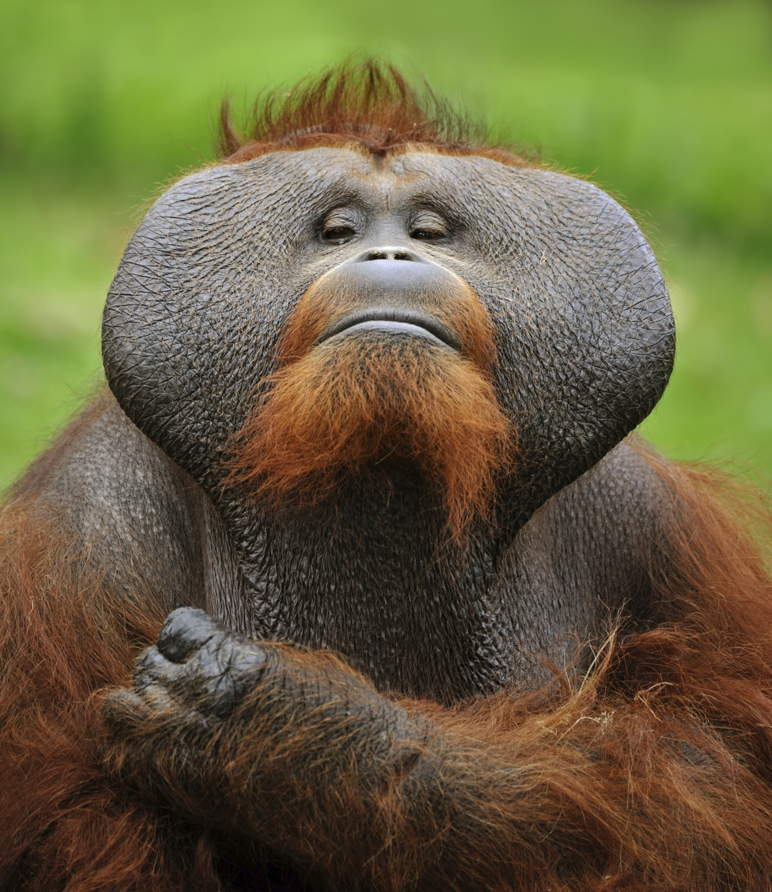 Ape Memory Chimpanzees Orangutans May Have Humanlike