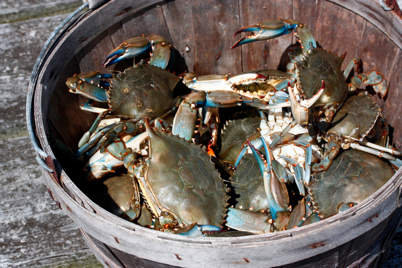 Crabs, Crabs, Crabs Where To Feast On Chesapeake Bay's Finest In D.C