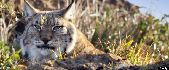 iberian lynx