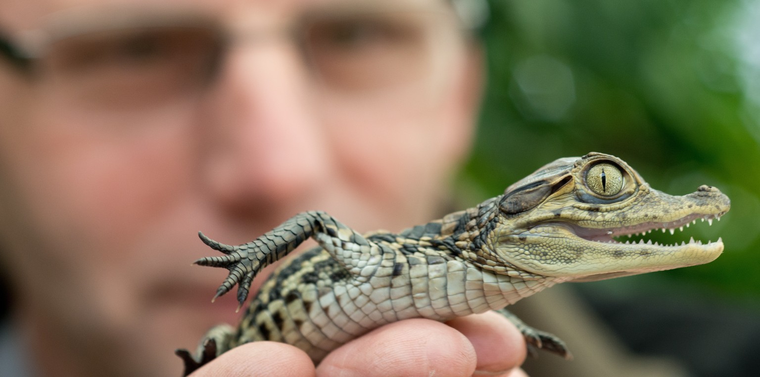 Australia Gives Prince Baby Crocodile HuffPost