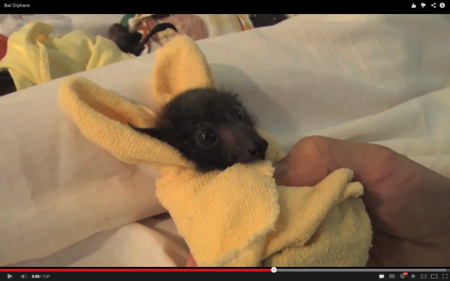 Orphan Fruit Bat Babies May Make You Rethink Everything You Ever Felt