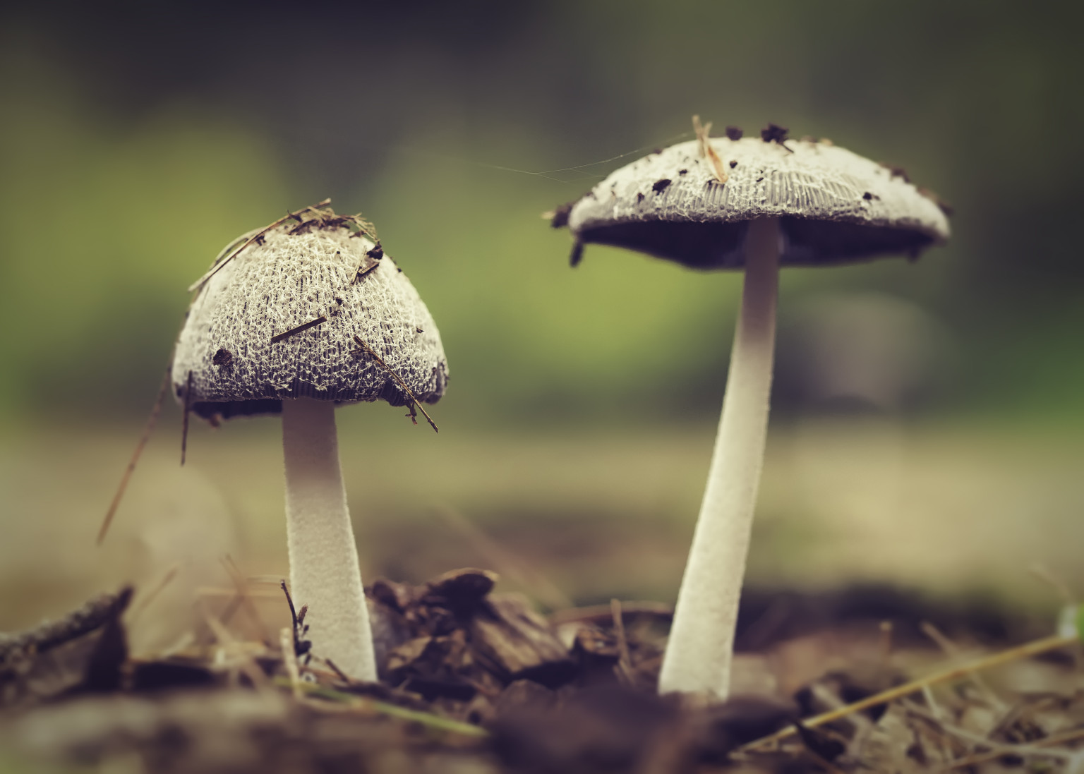 Huge Mushroom Might Be One Of The World's Largest (VIDEO) | HuffPost