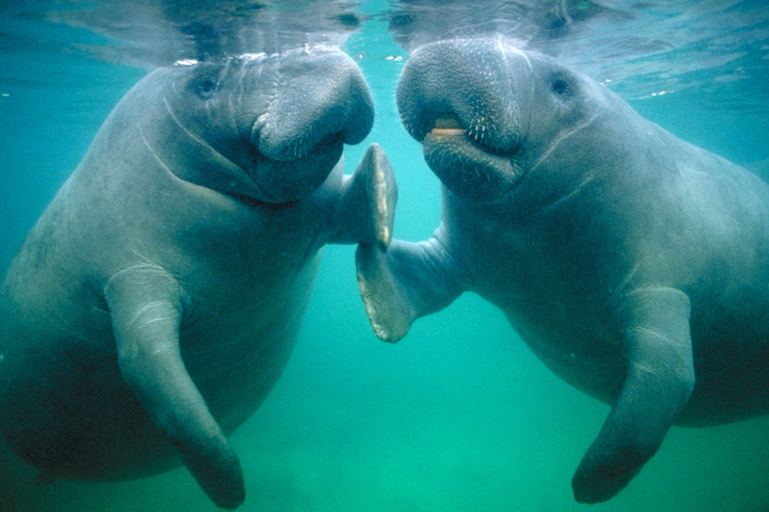 20 Photos Of Manatees Doing Manatee Things And Being Very Cute (PHOTOS