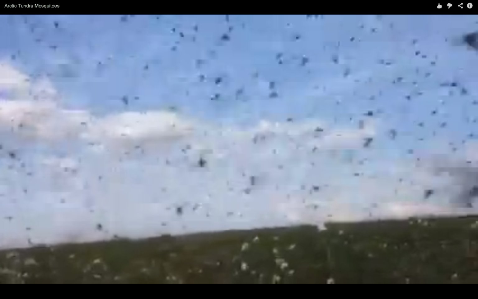 Horrifying Alaskan Mosquito Swarm Engulfs Scientists Who Record 'God ...