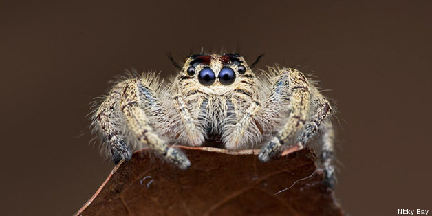 L'hyllus fait partie de la famille des Salticidae, aussi appelées araignées sauteuses.