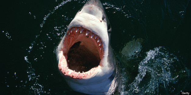 'Jaws': Alternative Titles Suggest A Very Different Story (PHOTOS ...