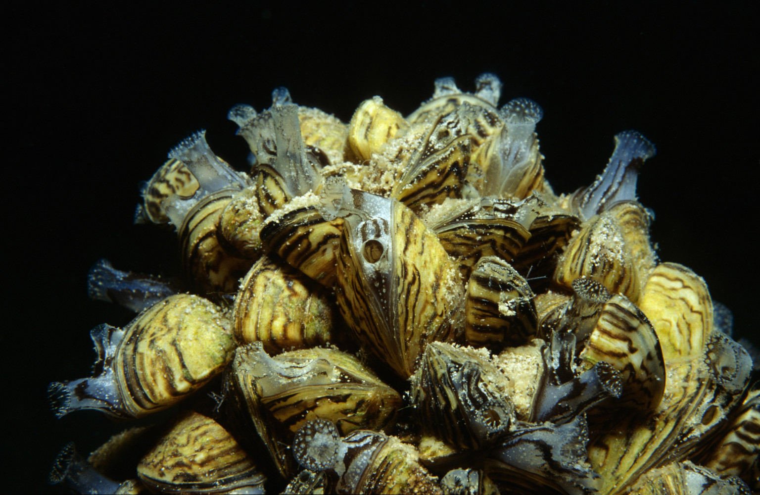 eat zebra mussels