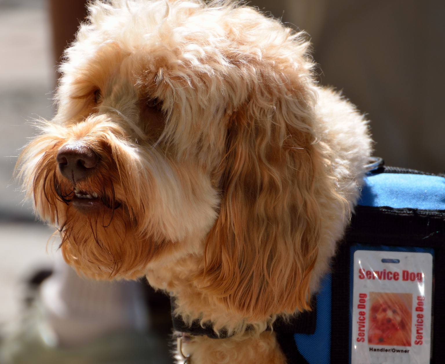  Fake Service Dog Certificates Being Used So Owners Can Take Pets To 