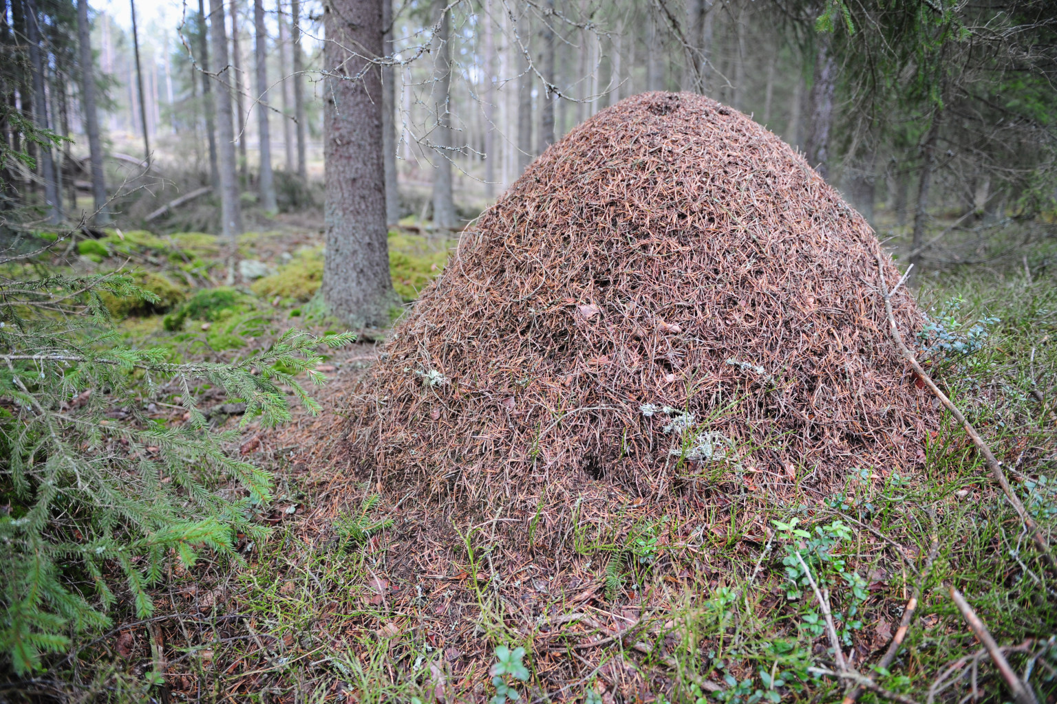 Virginia Man Rolls Car Onto Ant Hill Where He Is Bitten