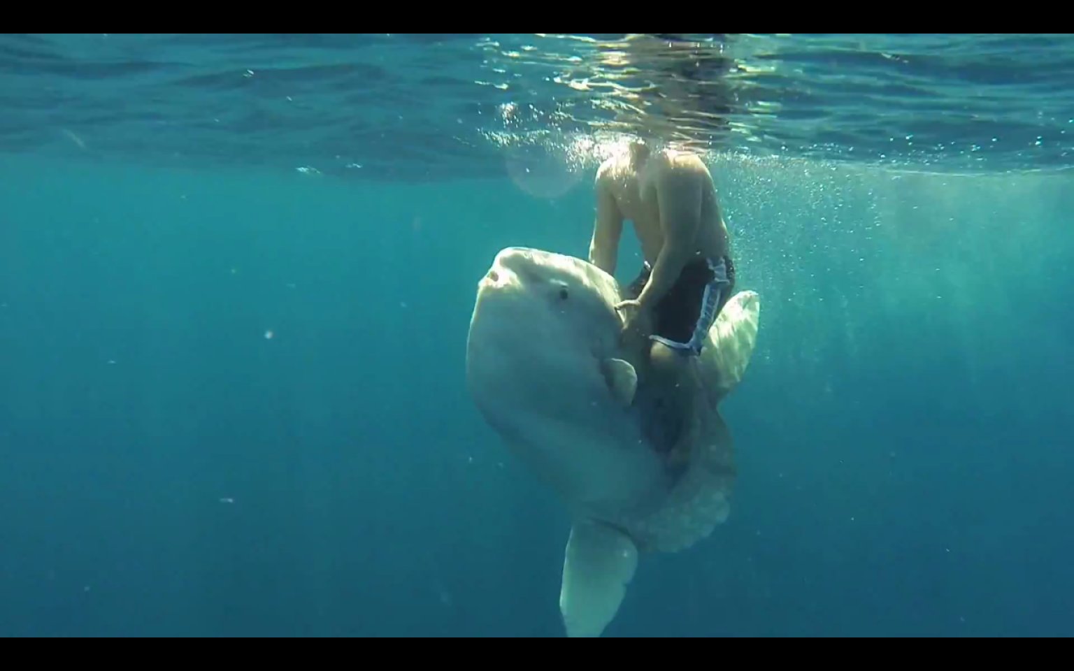 man rides mola fish in mexico for $20, but the joke is on