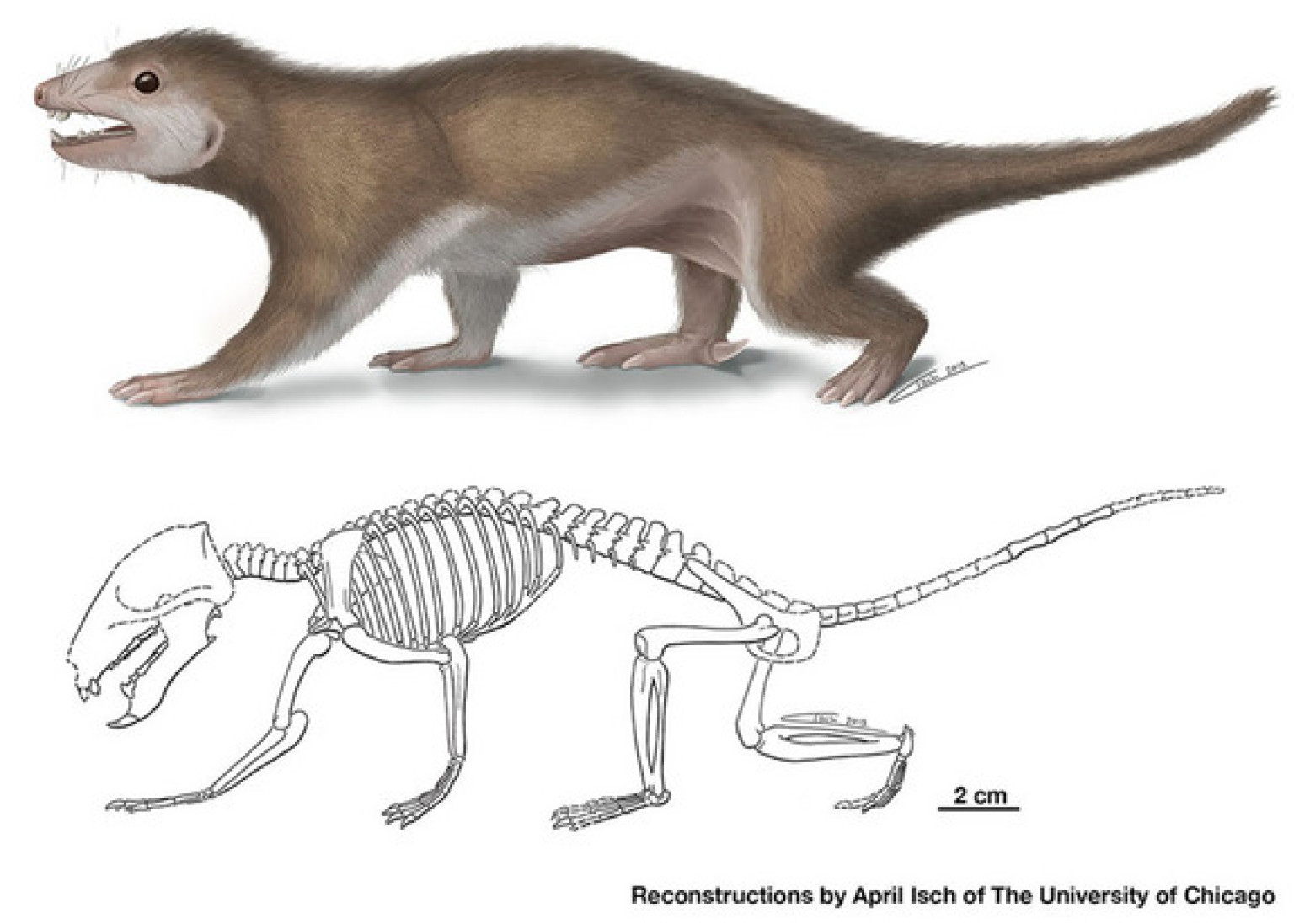 Mammal Ancestor Fossil Found In China May Shed Light On Lives Of Early ...