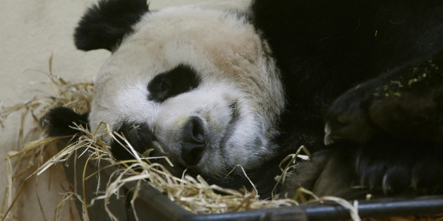 Tian Tian at Edinburgh Zoo in Scotland