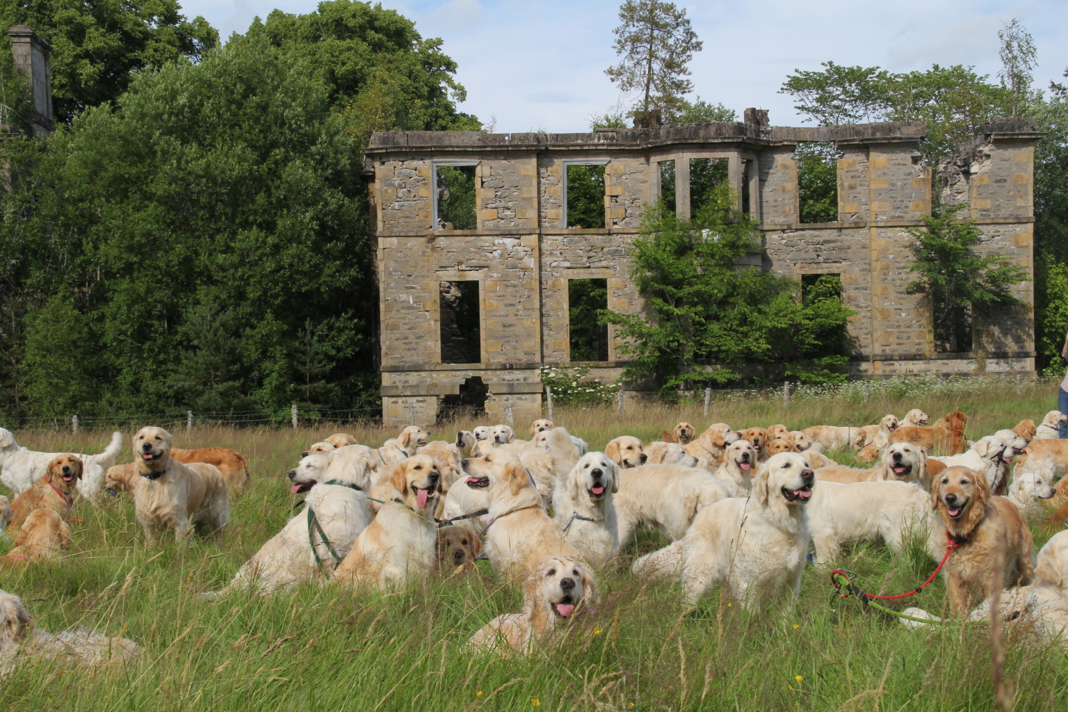 Golden Retriever Festival In Scotland Looks Like The Cutest Party Ever