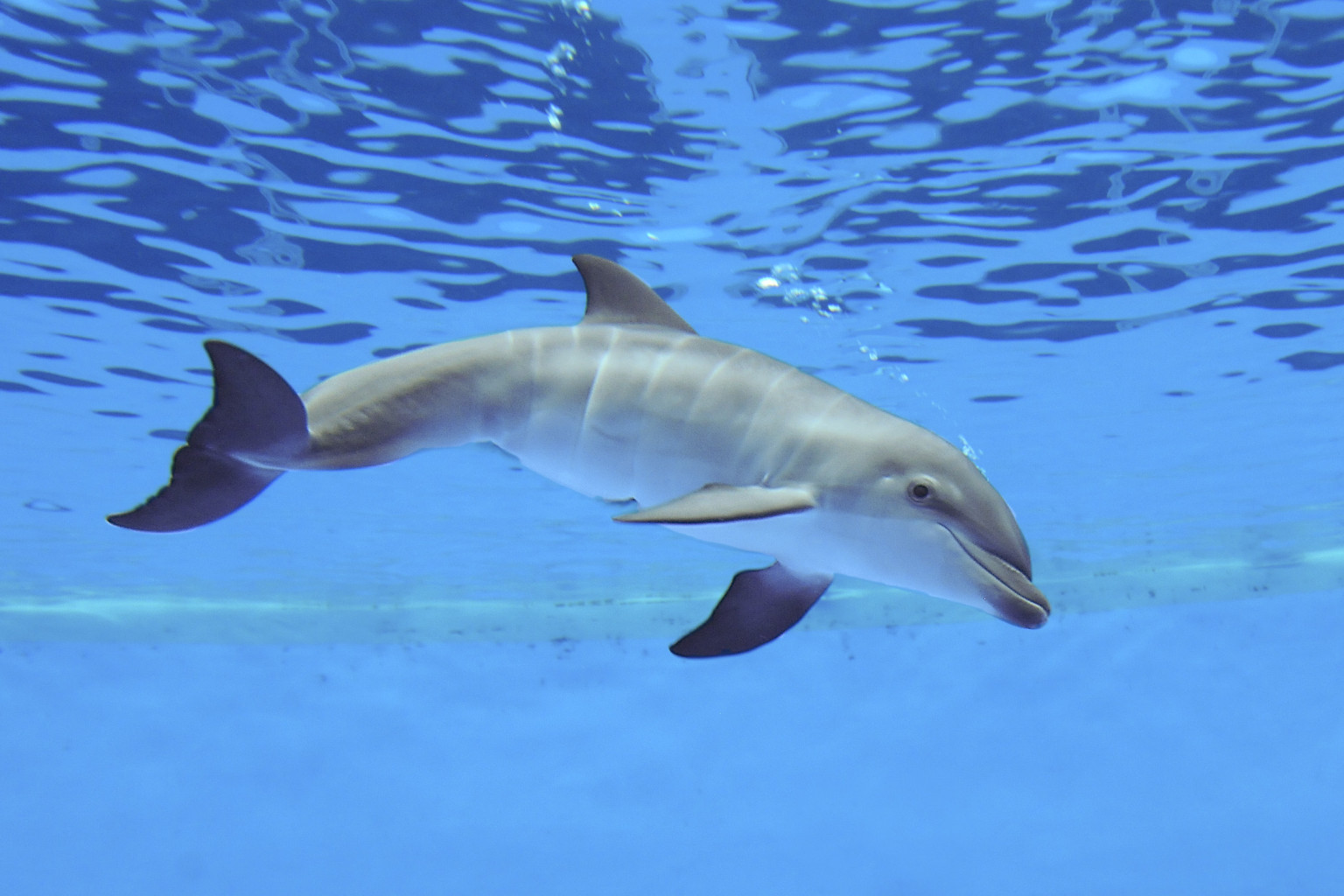 Brookfield Zoo Dolphin Dies Less Than A Week After Birth Huffpost