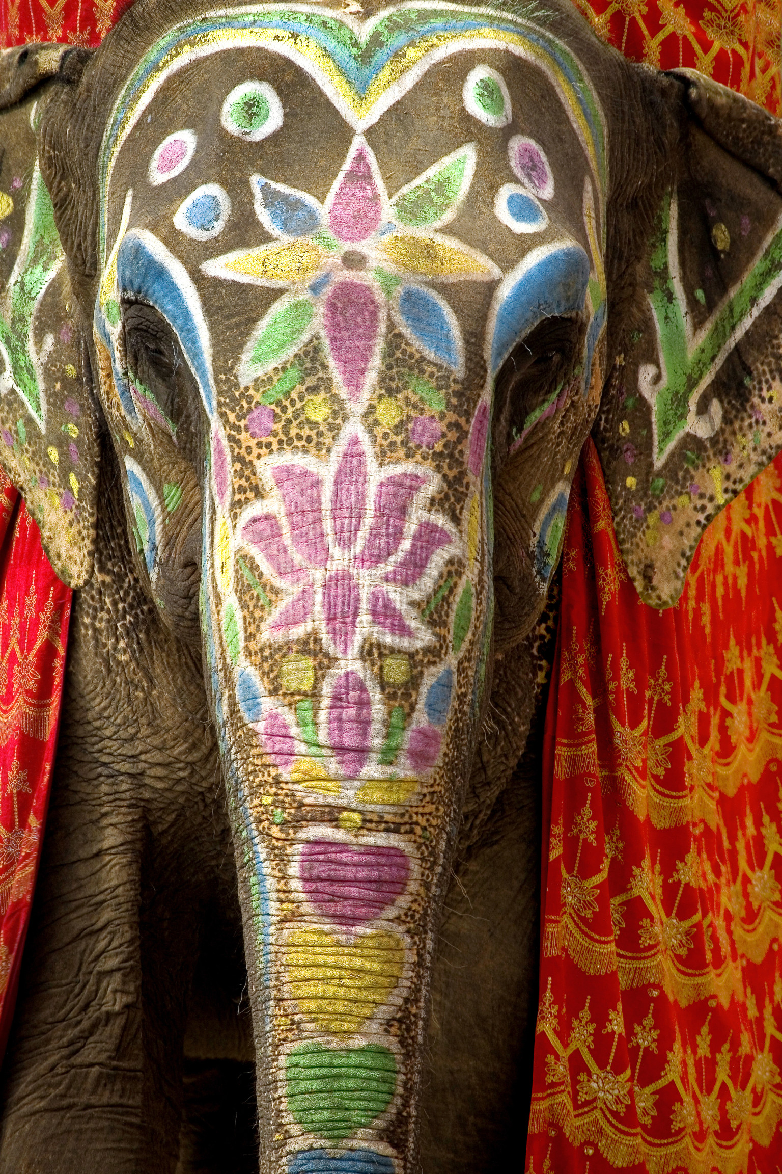 10 Things You Didn't Know About Wise, Extraordinary Elephants (PHOTOS