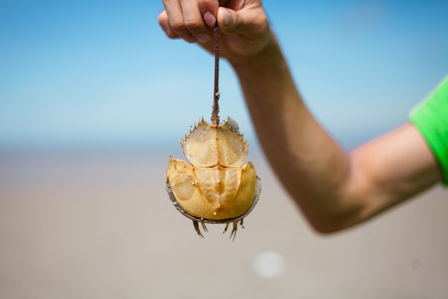 Cute 11YearOld Gets The Scoop On Horseshoe Crab Evolution (VIDEO