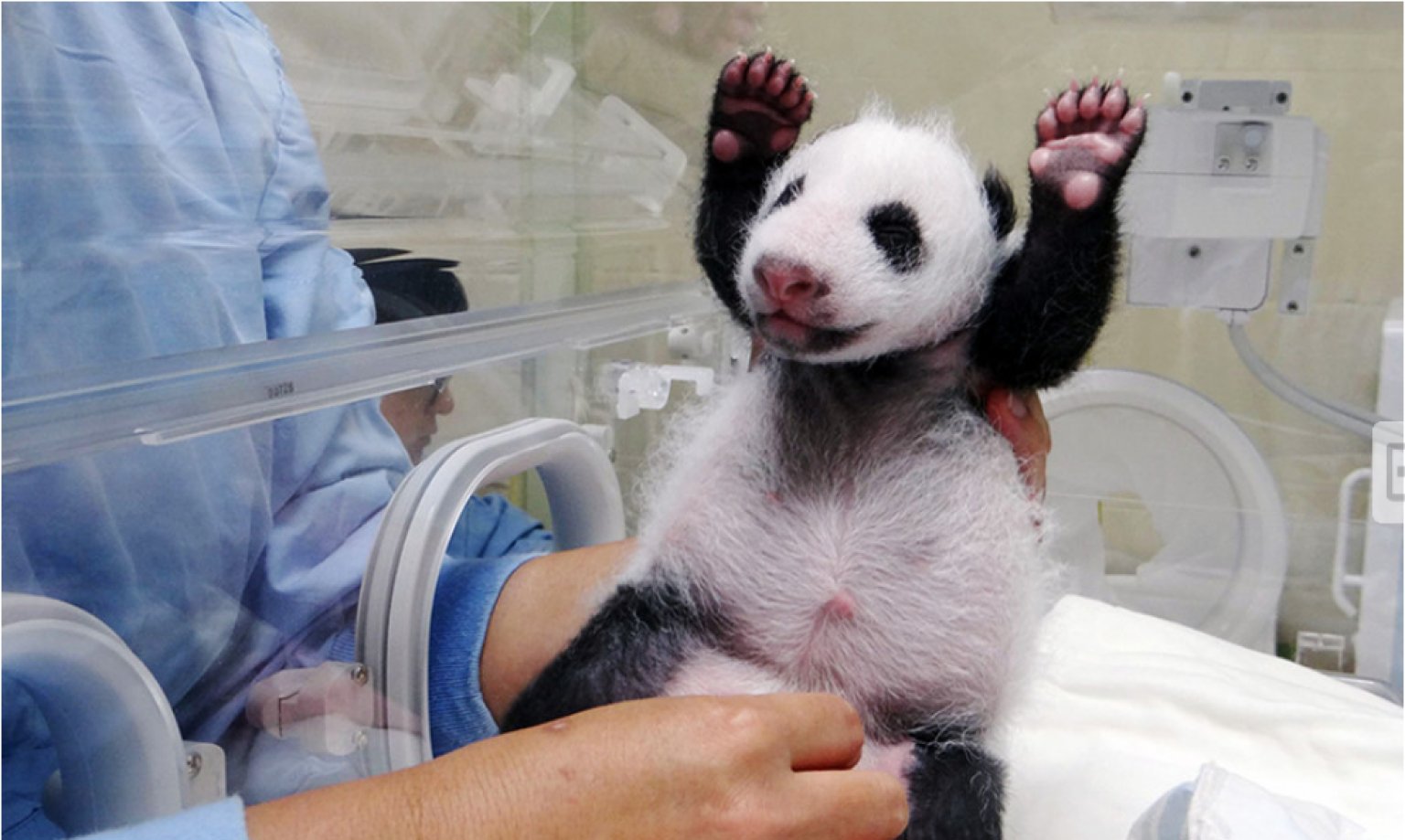 Baby Panda Born At Taipei Zoo, Yuan Zai, Meets Mom For The First Time