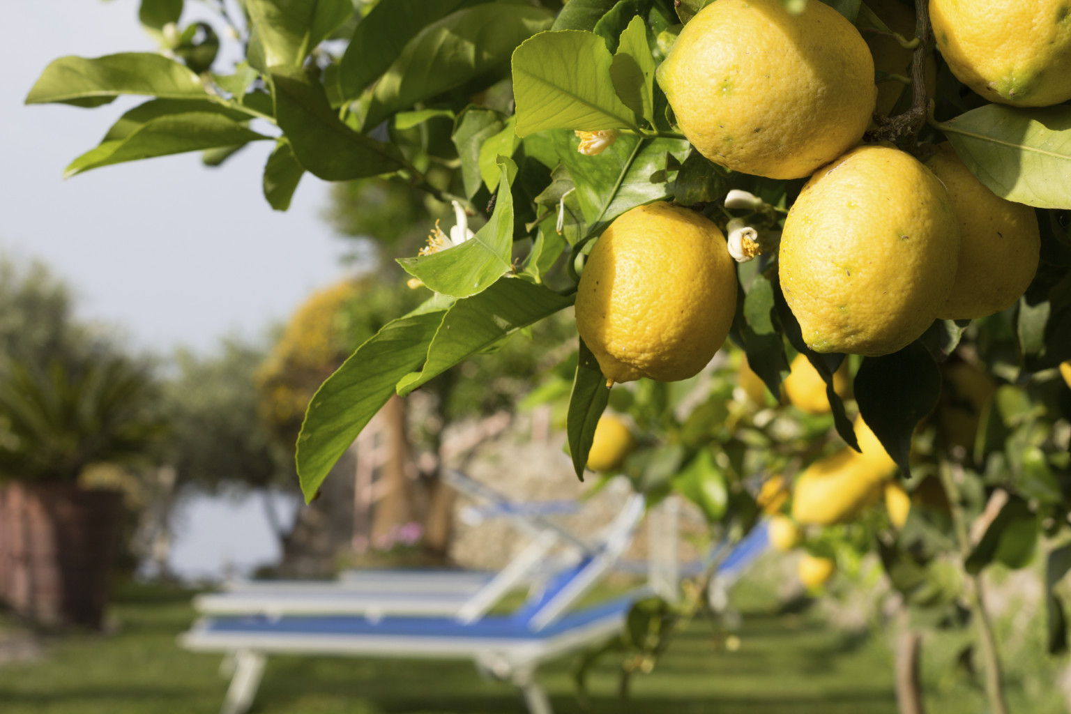 Lemon Trees In California HuffPost