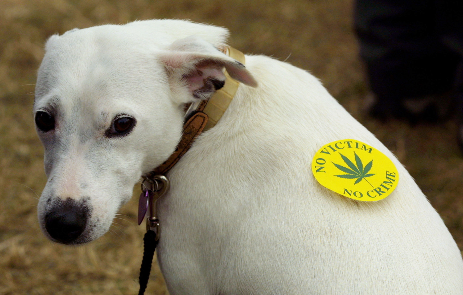 Pot For Dogs: Is Medical Marijuana Safe For Your Furry Pals? | HuffPost