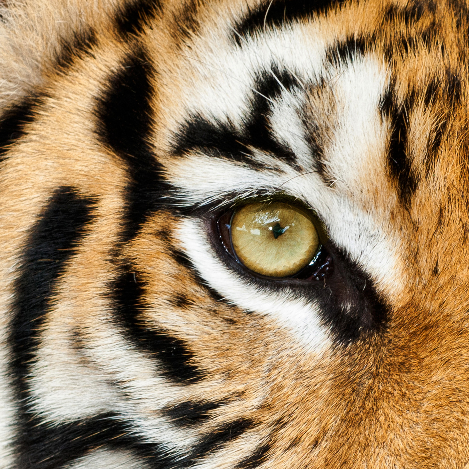 10 Things You Didn't Know About The Endangered Tiger (PHOTOS) | HuffPost