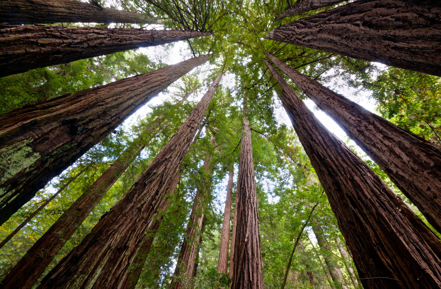 5 Tips to Enhance Your Visit to the Redwoods | HuffPost