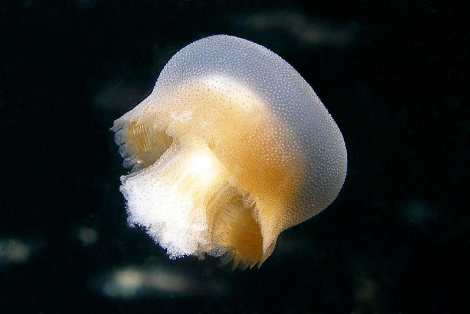 Bazinga Jellyfish U0026 39 The Big Bang Theory U0026 39 Inspires Name Of