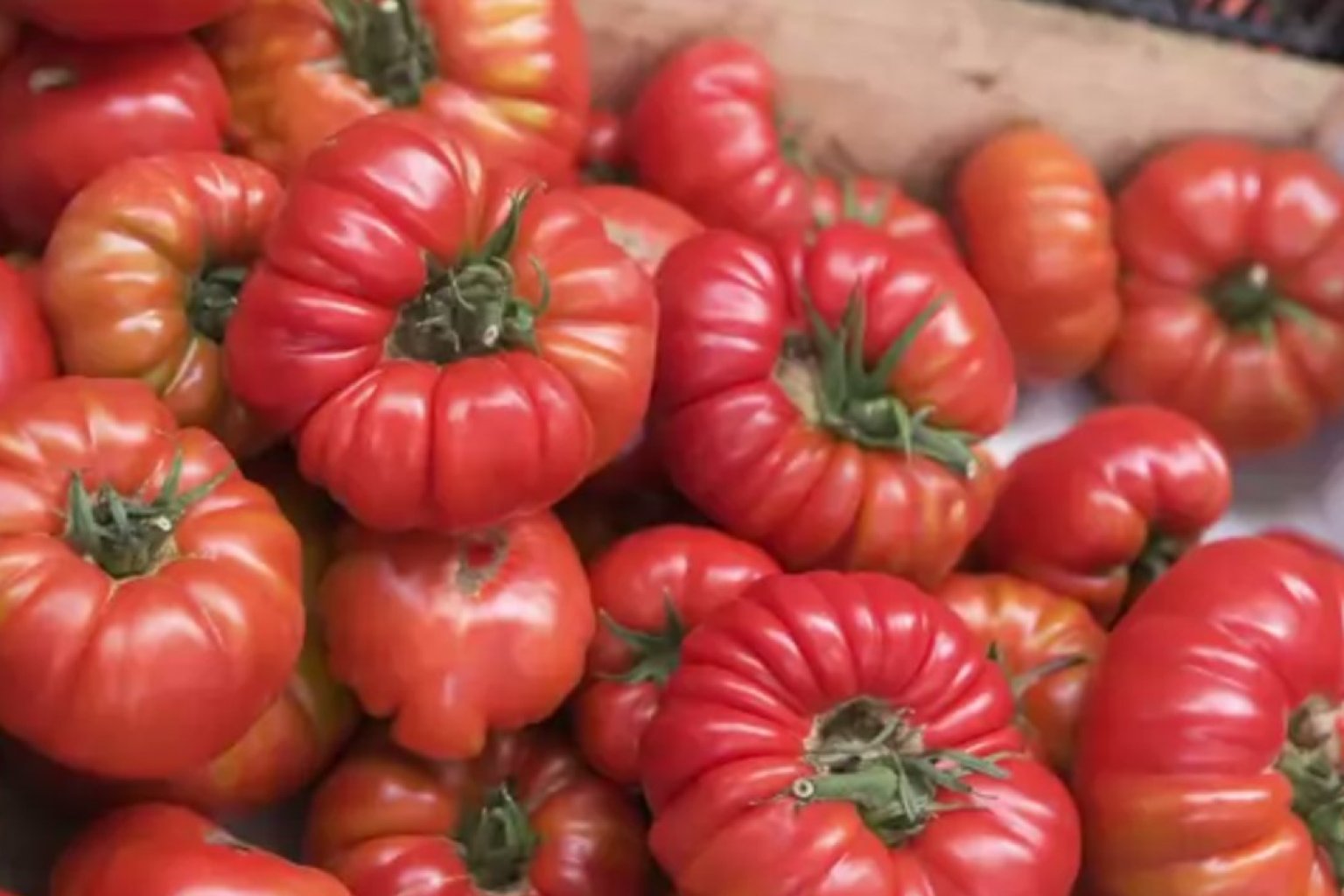 Heirloom Tomatoes Explained In Vanity Fair's 'Snob's Dictionary' (VIDEO