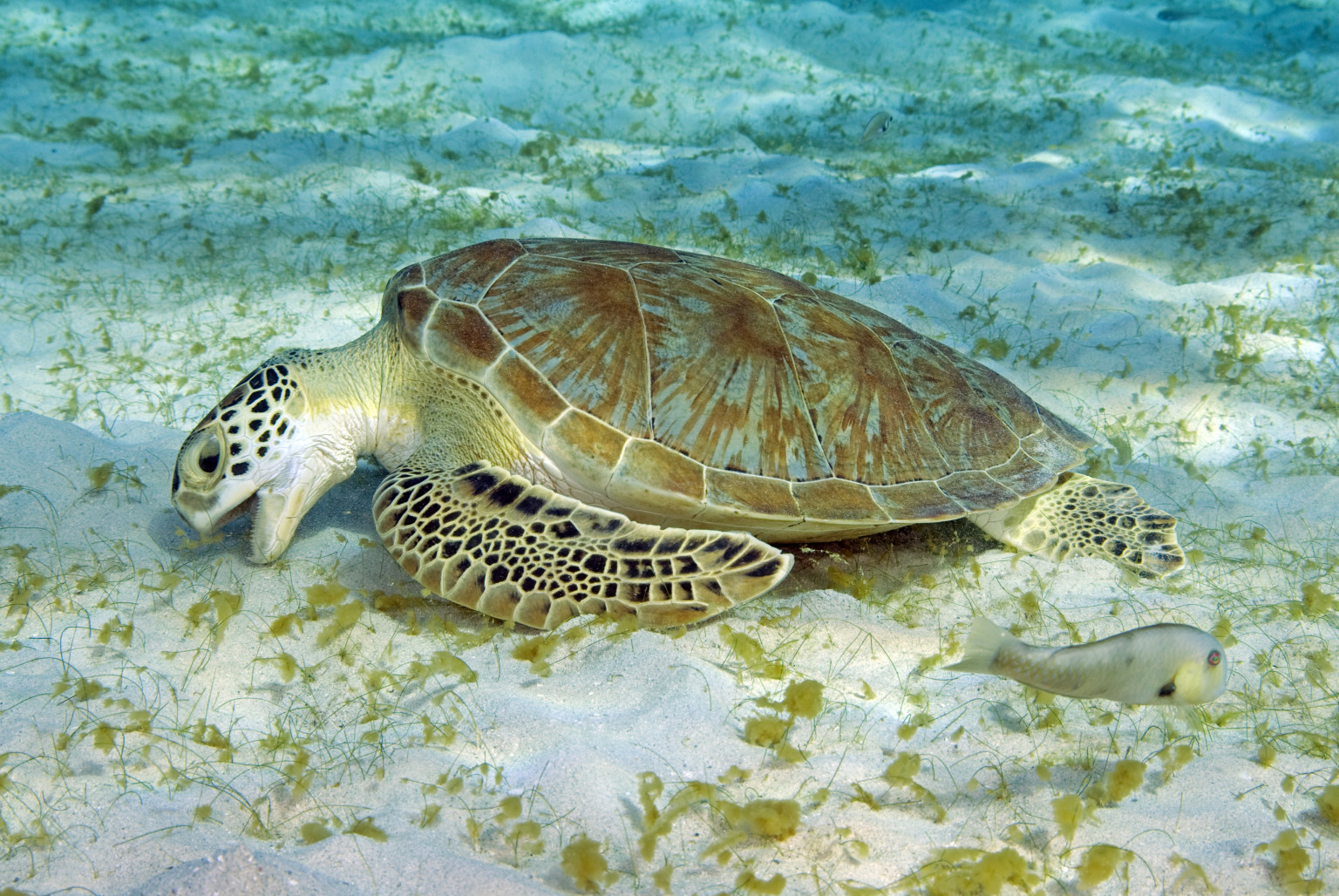 sea-turtles-eating-plastic-at-record-rates-amid-surge-in-pollution-huffpost