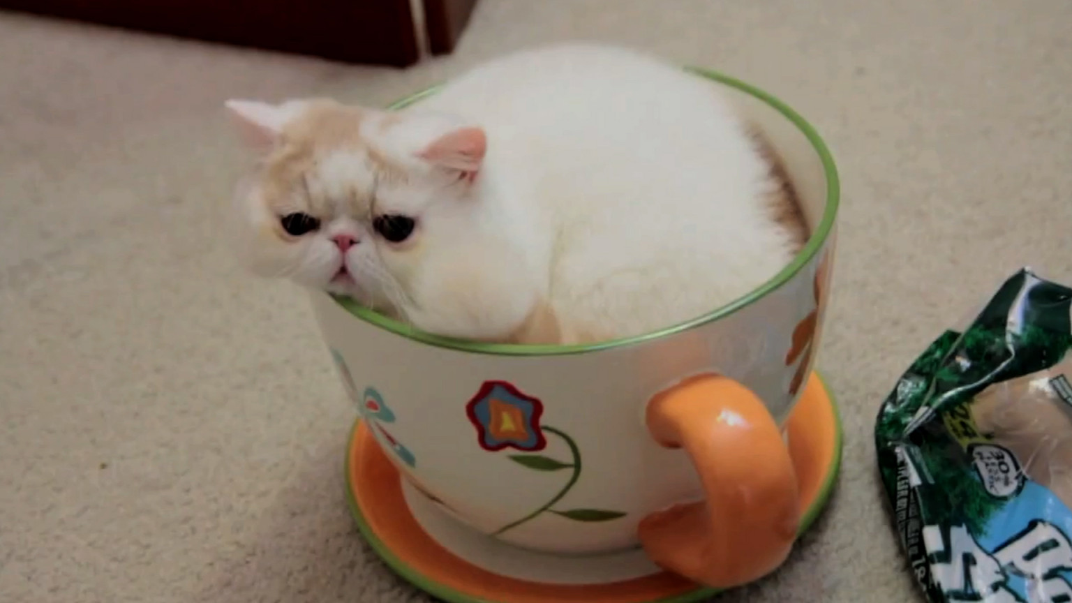 If It Fits, I Sits: A Supercut Of Animals Sitting In Small Spaces