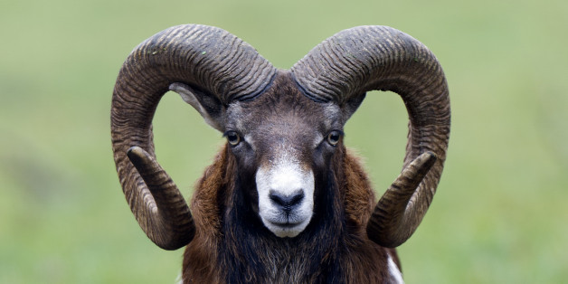 Rams with stumpy horns are not as good at getting mates, but they survive better than their bigger horned peers (such as the Moufflon, Ovis ammon, ram shown here).