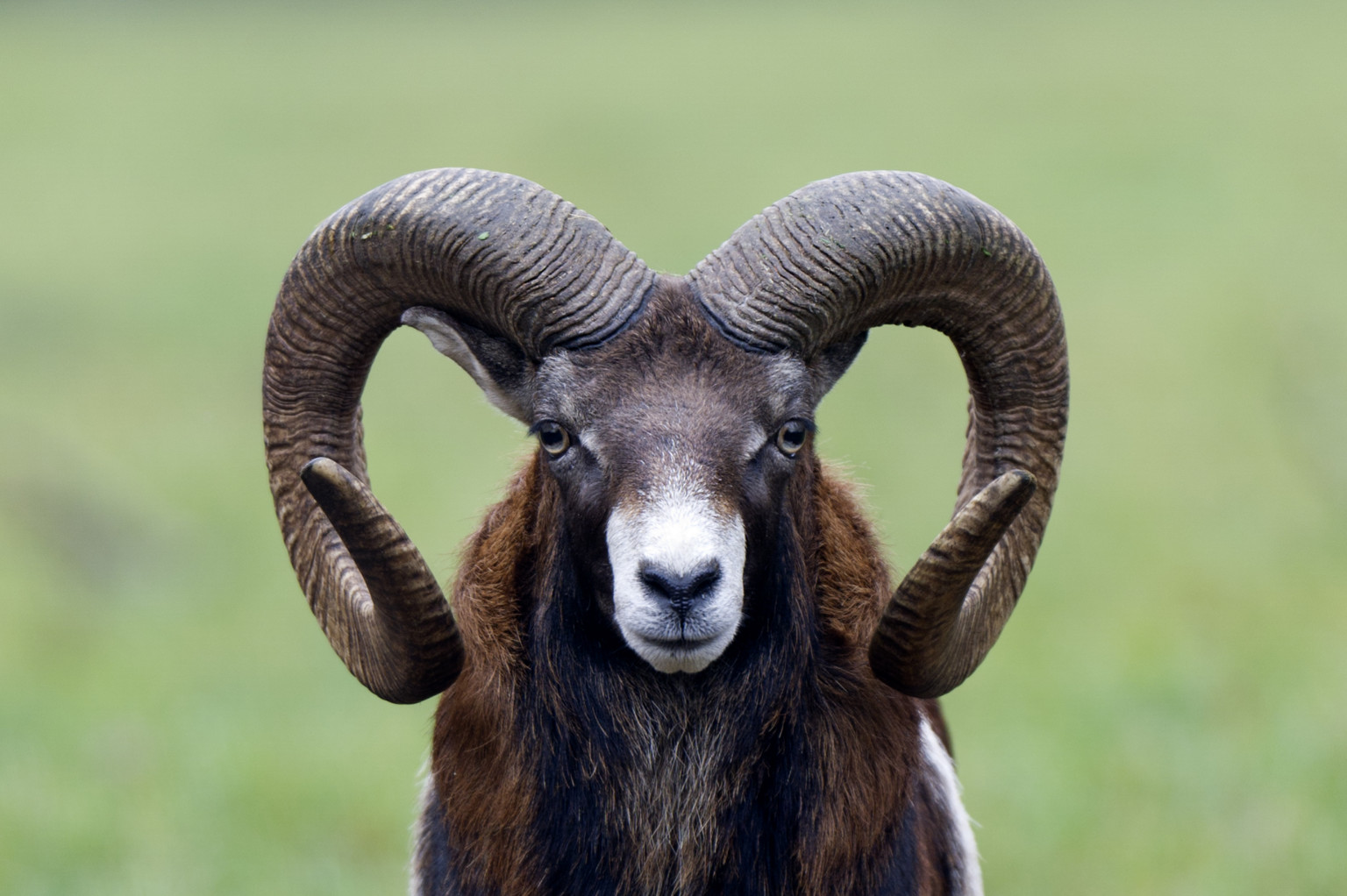 Sheep Study Shows Rams With Big Horns Get The Ewe But Die Young HuffPost