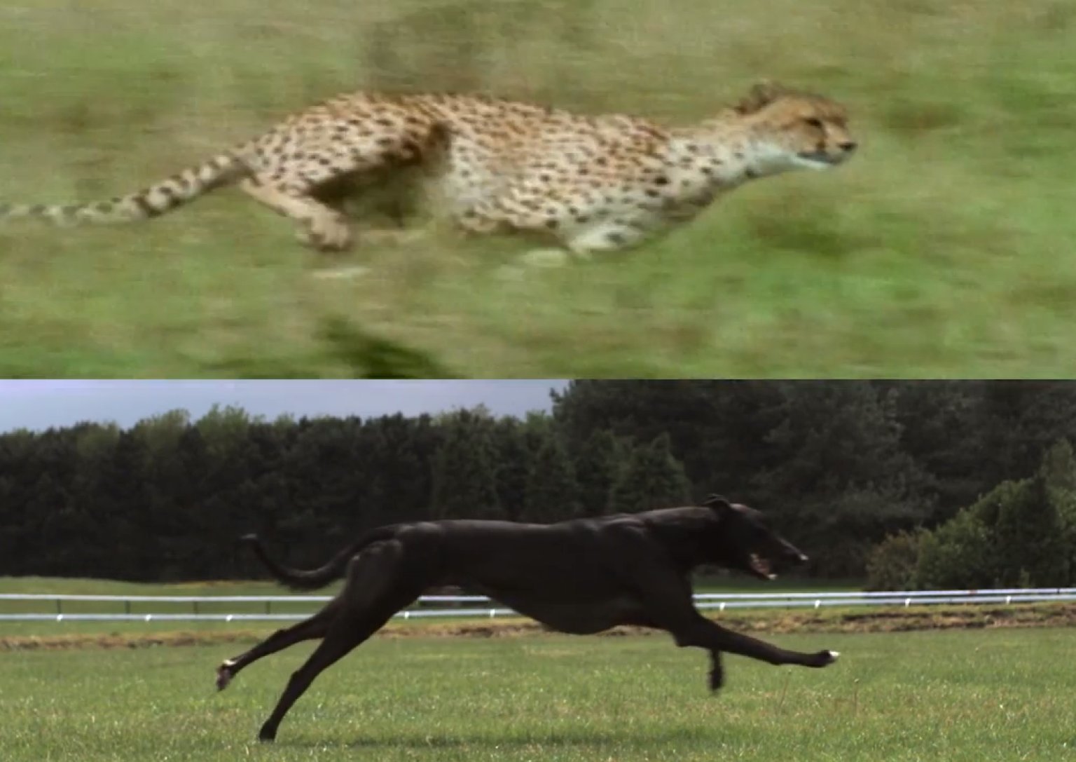 Cheetah vs. Greyhound VIDEO Shows Animals Running In Super Slow Motion HuffPost
