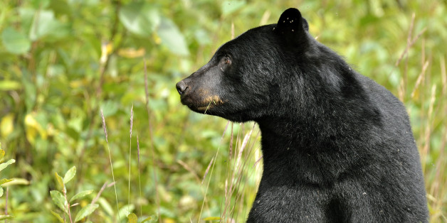 Michigan Black Bear Shot By DNR Isn't Same Animal That Attacked 12-Year ...