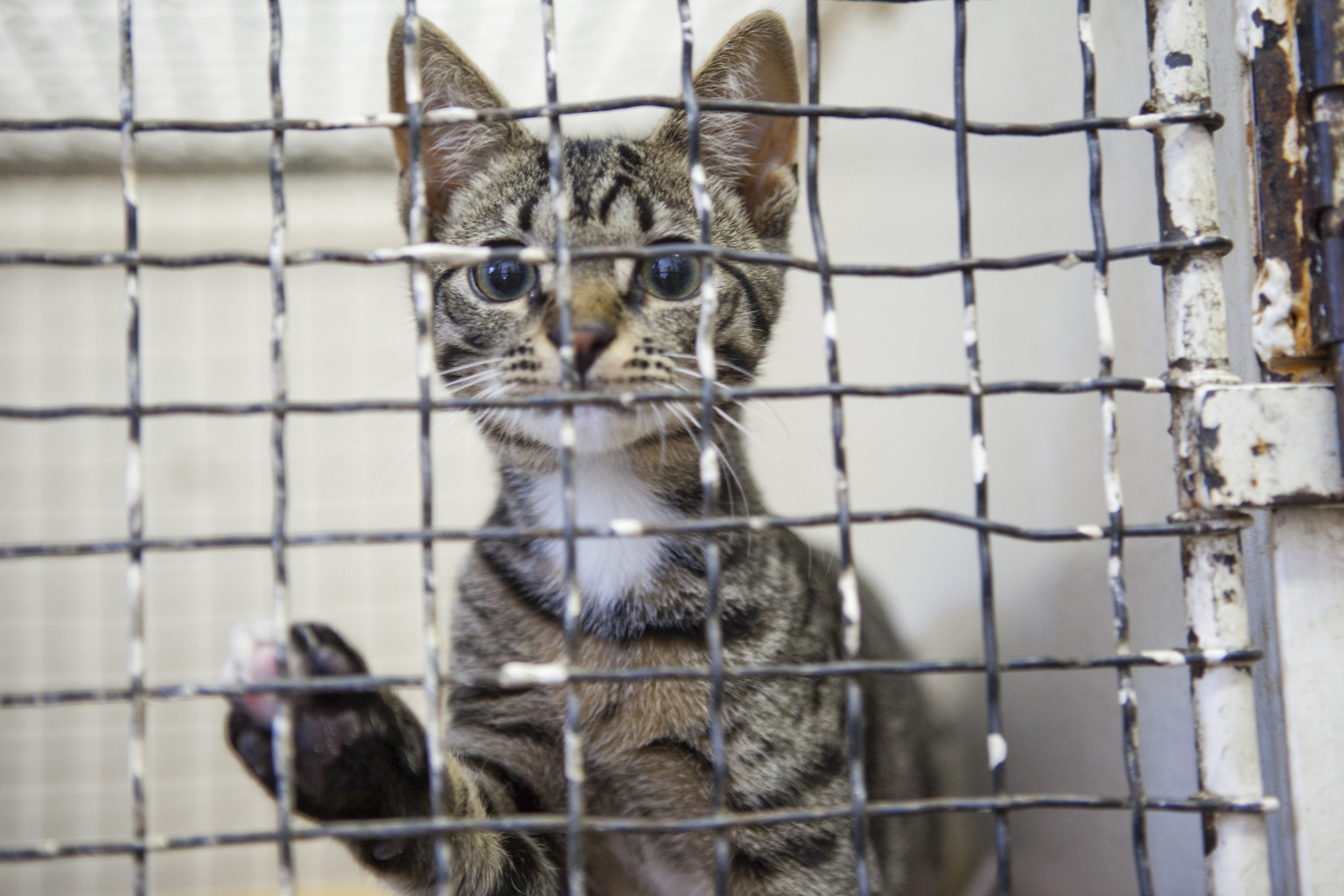 cats-in-shelters-breaking-the-vicious-circle-huffpost