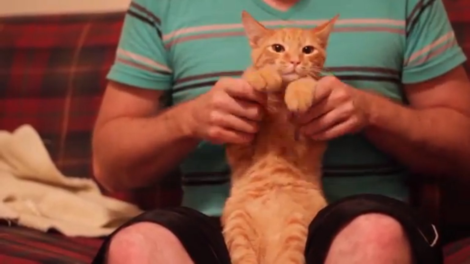 Dubstep Cat Takes The By Storm (VIDEO) HuffPost