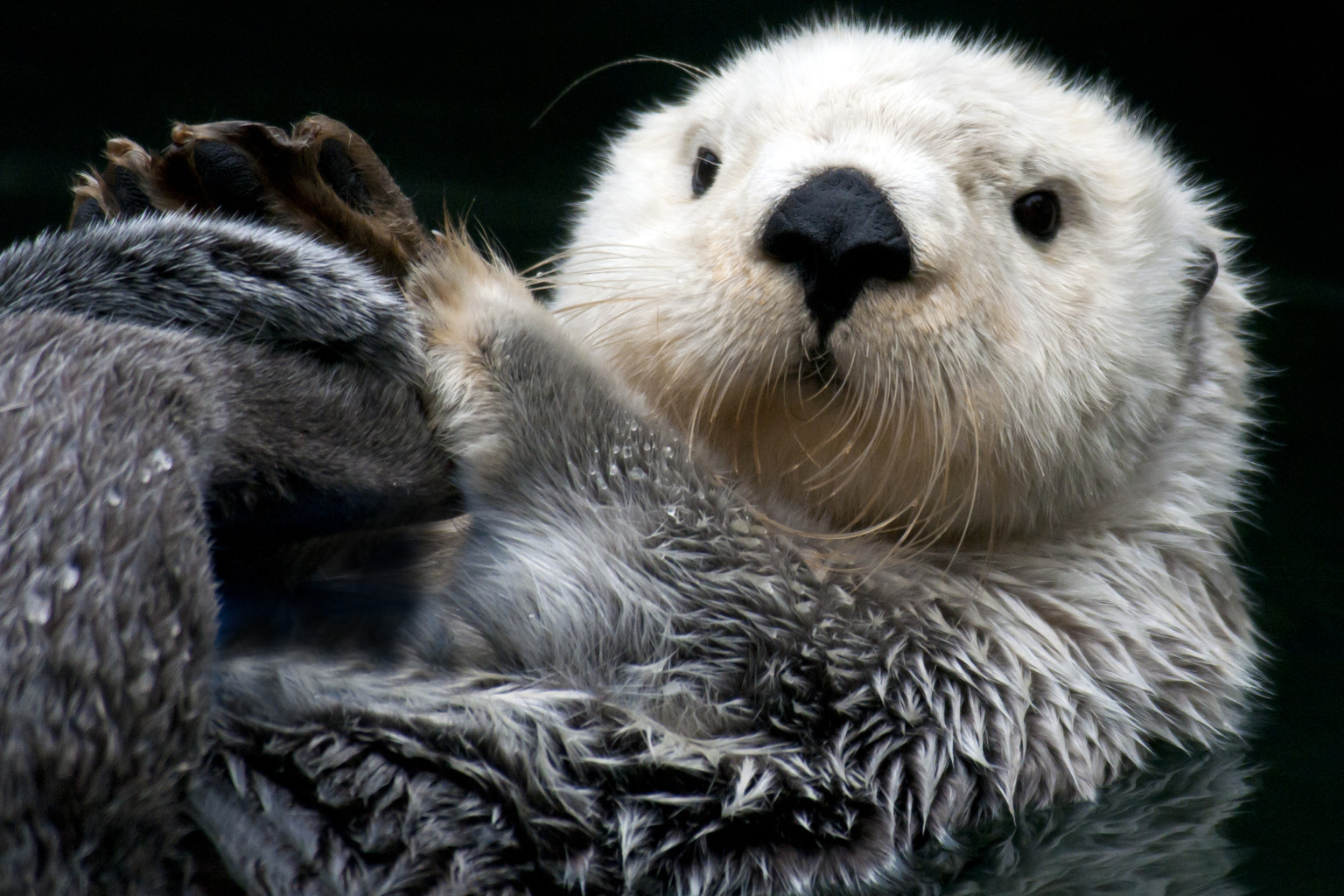 Study Finds That Otters' Taste For Crab Is Fighting Water Pollution ...