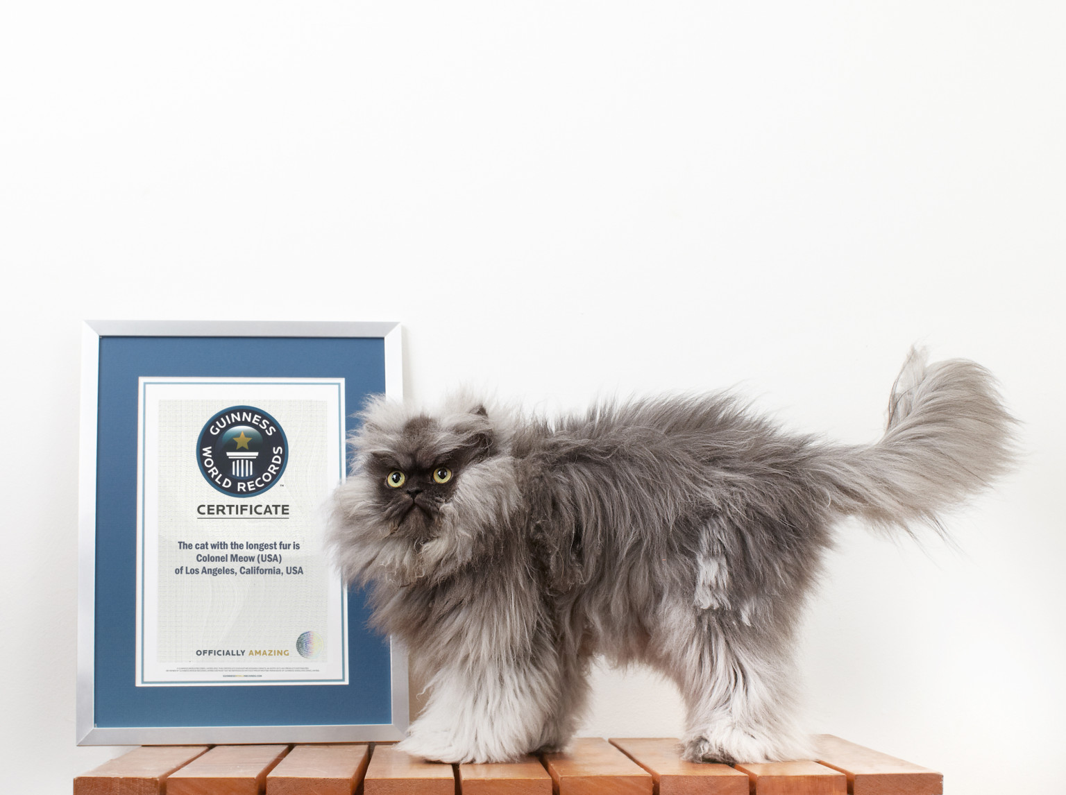 colonel meow internet cat legend wins worlds hairiest cat a guinness world record photos video huffpost - Biggest Cat In The World Guinness 2013 colonel meow internet cat legend wins worlds hairiest cat a guinness world record photos video huffpost - Biggest Cat In The World Guinness 2013