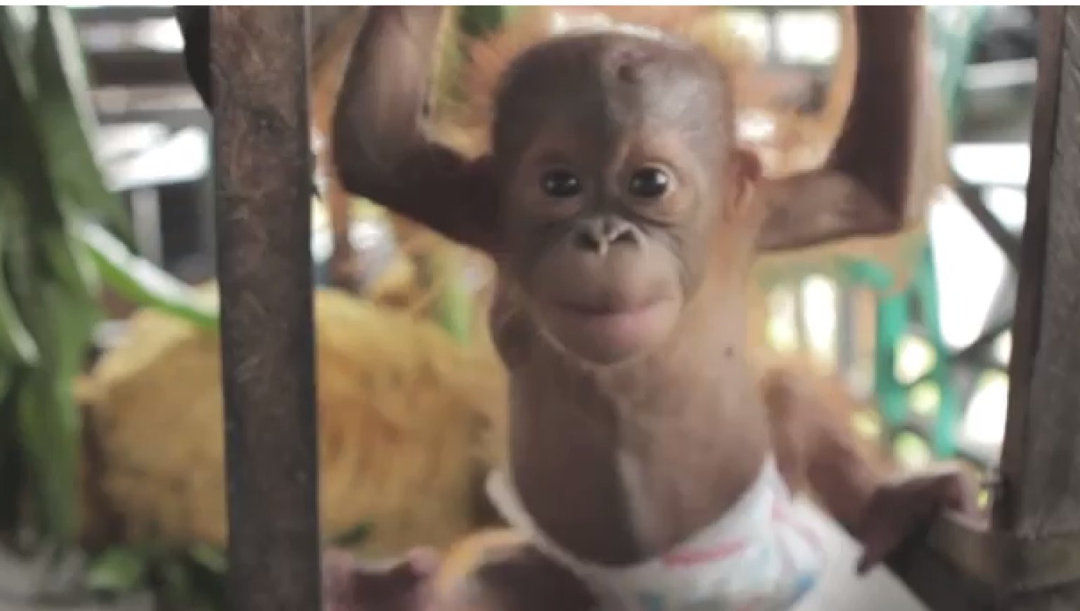 Rickina, Baby Orangutan, Will Make You Squeal With Joy (VIDEO) HuffPost