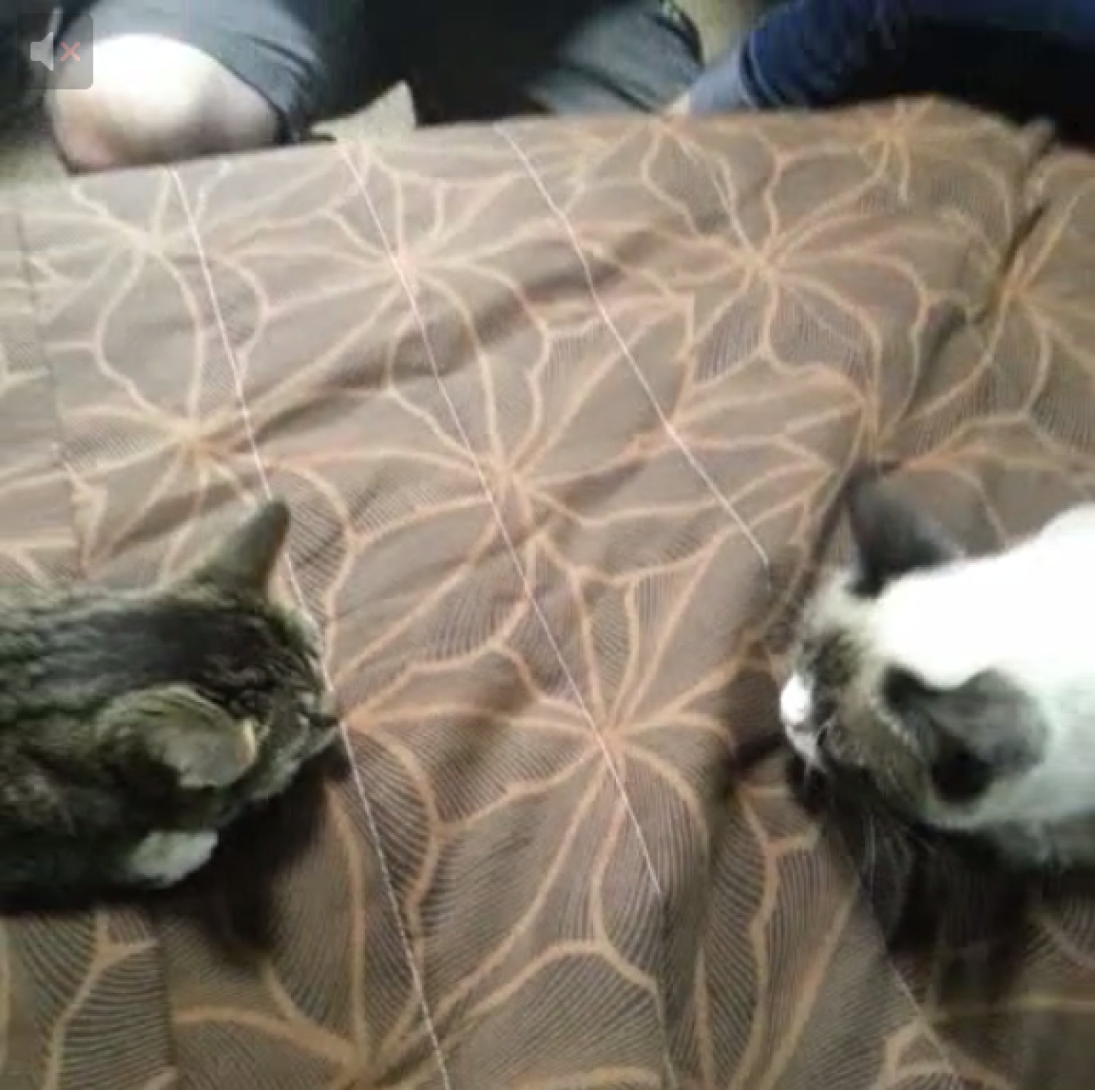 Lil Bub Meets Grumpy Cat The Most Important Vine Of All Time Video 