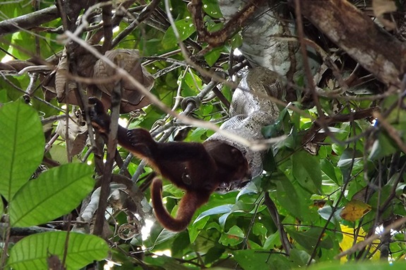 Boa Constrictor Eats Howler Monkey In Gruesome VIDEO HuffPost