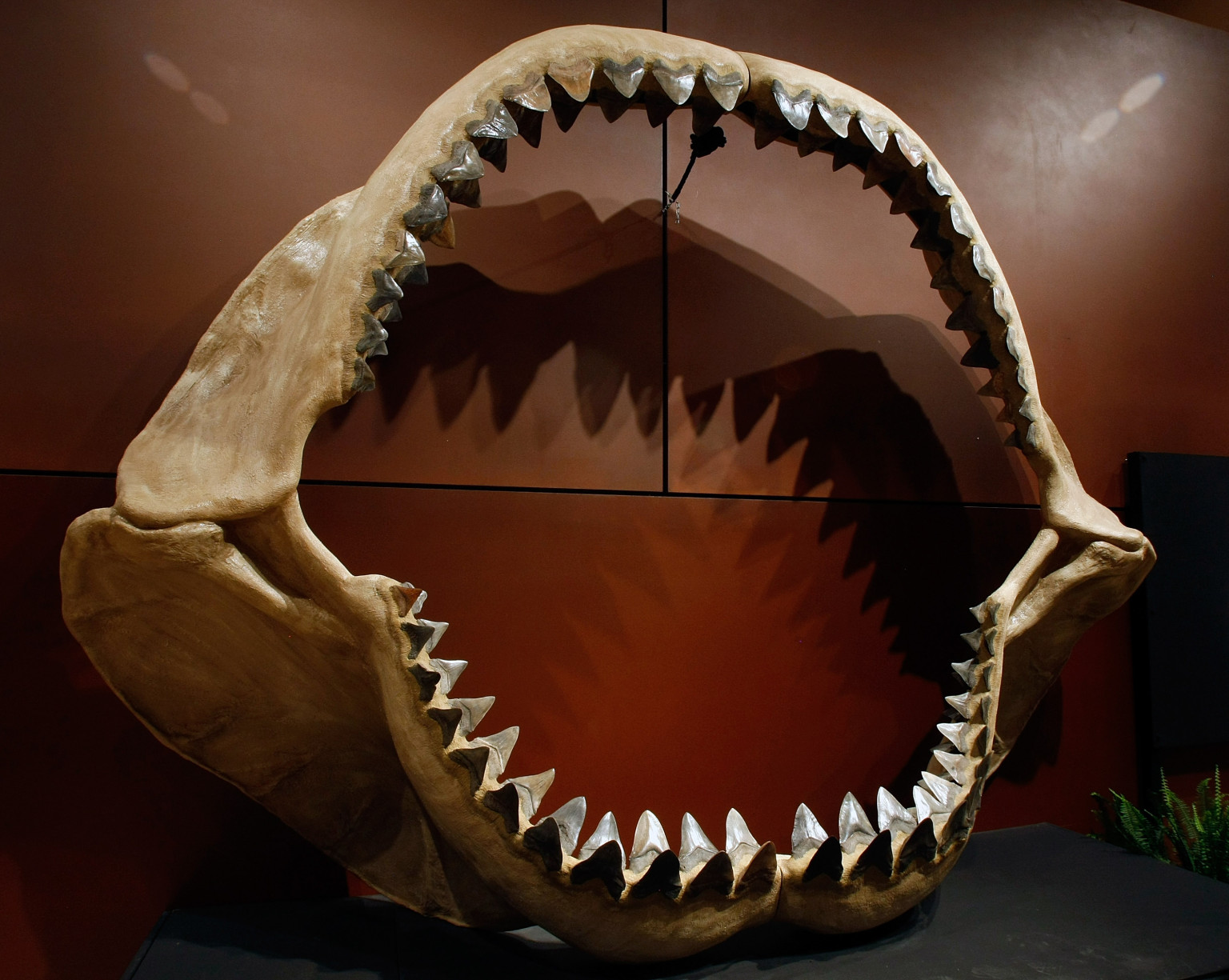 Megalodon Tooth Fossils Suggest Prehistoric Shark Once Lived Near