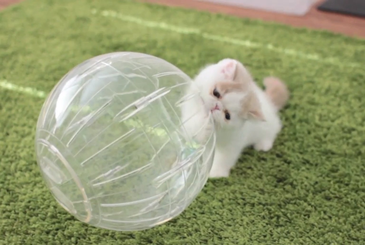 Kittens In Hamster Balls Get Tumblin' (VIDEO) HuffPost