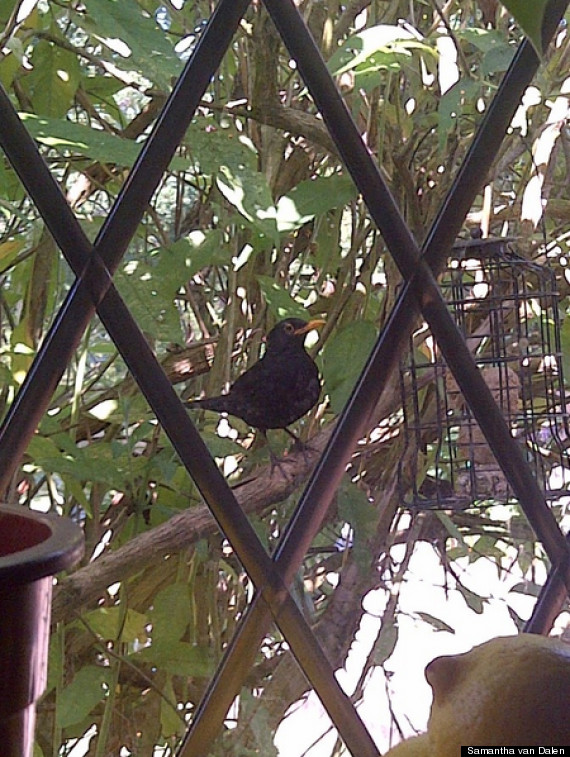 blackbirds