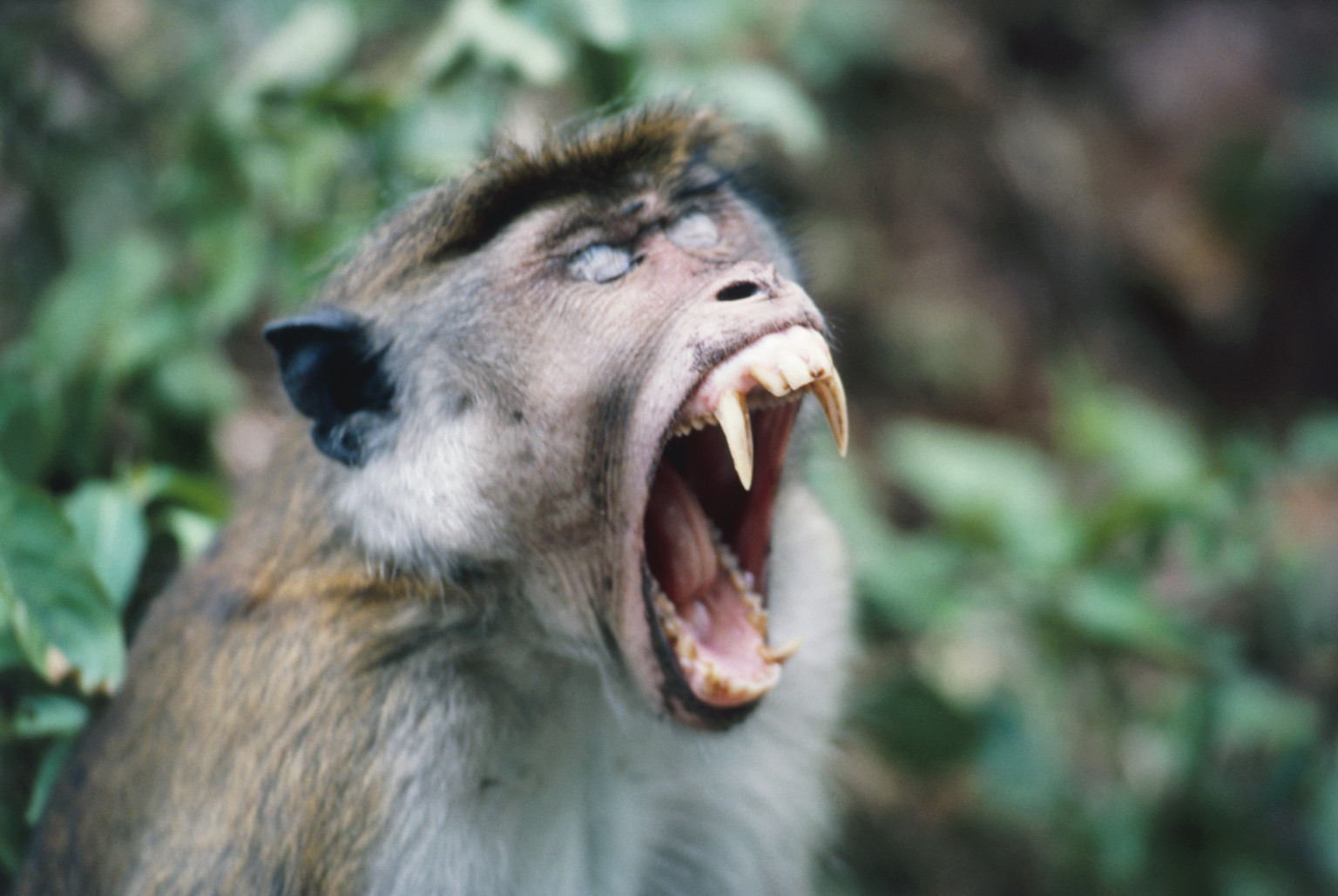 Monkey Attacked Baby, Tore Off Testicle And Ate It: Report | HuffPost