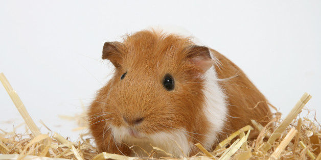 Reggie Kray sadly died (file picture)