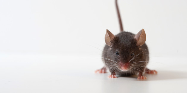 The group Friends of Medicare says it stands by its claim that a disabled patient at a long-term care home in southern Alberta was bitten by mice. (Shutterstock)