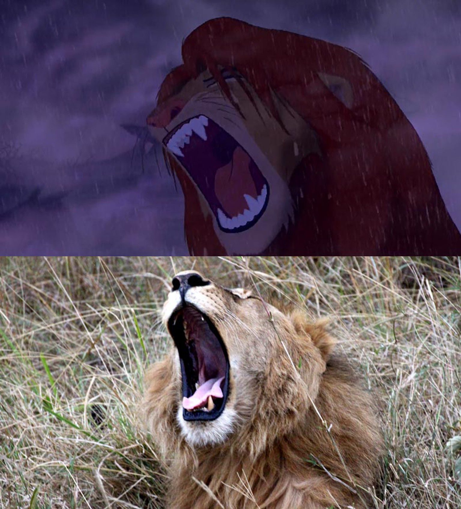 lion king real life adaptation Here’s the one real shot in disney’s ...