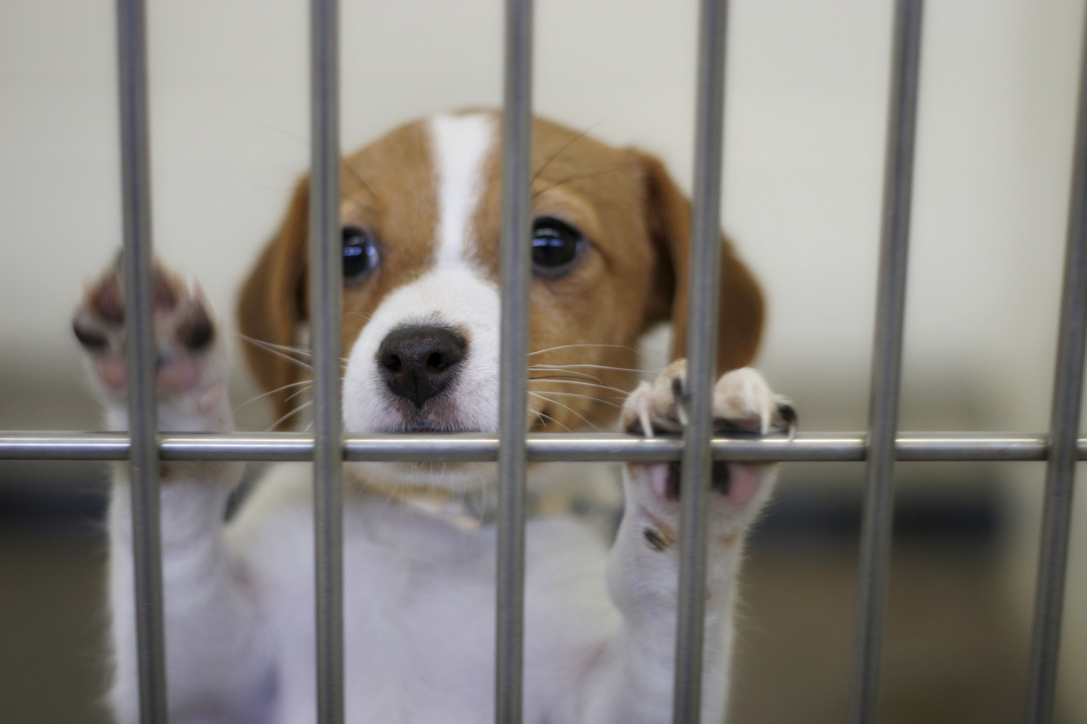 Michigan Animal Shelter Gas Chamber Ban Bill Passes State Senate | HuffPost