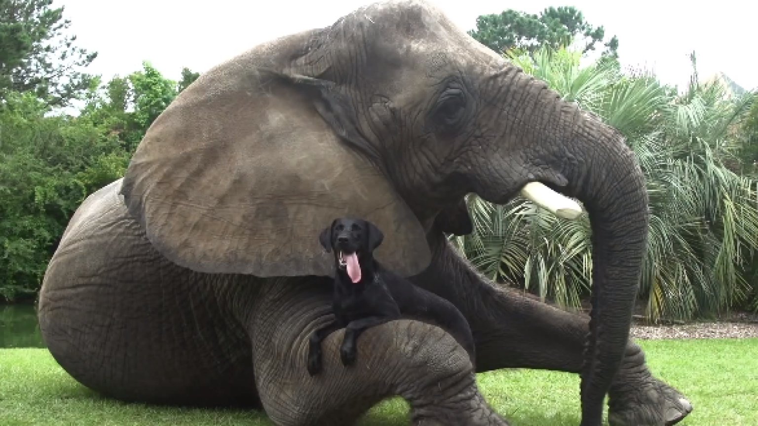Bubbles And Bella, Elephant And Dog, Are Inseparable BFFs (VIDEO